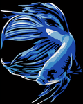 Betta